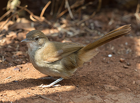 Terrestrial Brownbul